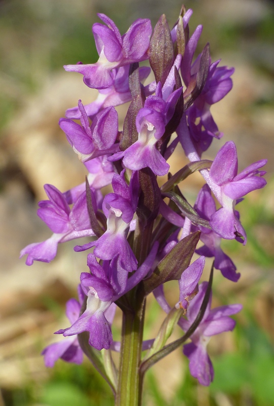 Dactylorhiza romana e prime fioriture tra Lazio e Campania - marzo 2023.